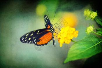蝴蝶王朝在一朵春花上面布满了粗金刚的纹身图片