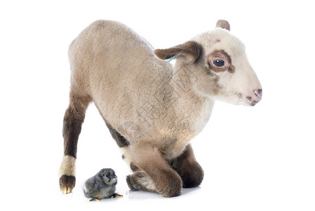 羊跪乳白种背景面前的小羊羔和鸡背景