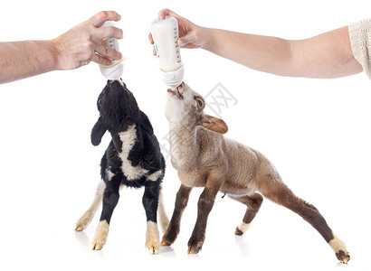 年轻羊羔在白色背景面前吸奶瓶饲料图片