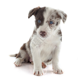 白色背景前的小狗边框collie肖像背景图片