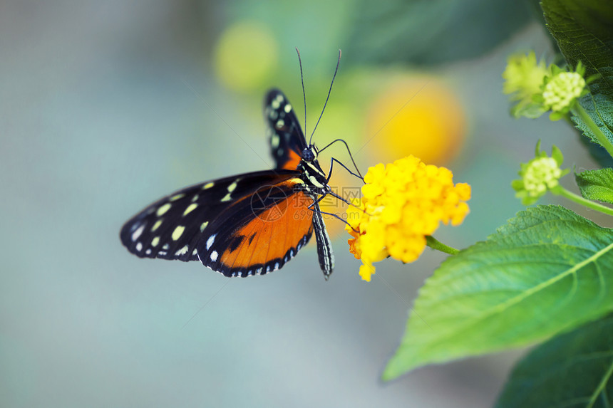 蝴蝶王朝在一朵春花上面布满了粗金刚的纹身图片
