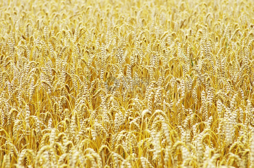 夏季末小麦田完全成熟图片