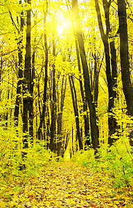 阳光明媚的天秋森林背景图片