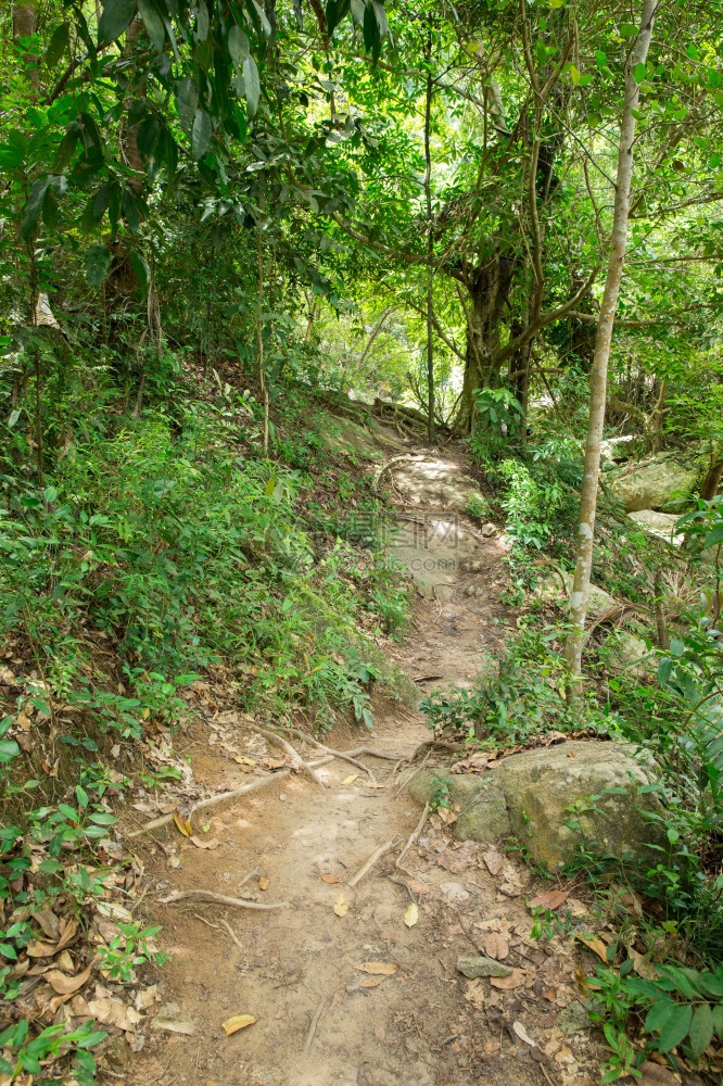 热带丛林中的溪流图片