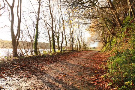 秋天之路爱尔兰科克镇公园路秋天森林的景观棕色树叶在前景图片