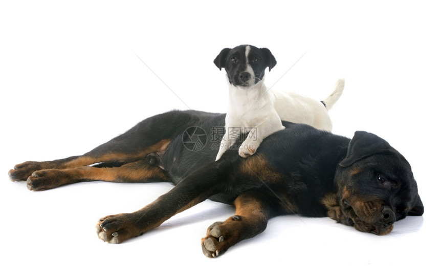 白色背景前纯种的rottweiler和小狗russelterrier的肖像图片