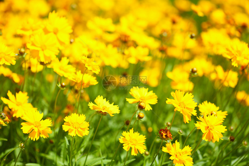 花园或阳光明媚的草原上黄花春或夏背景图片