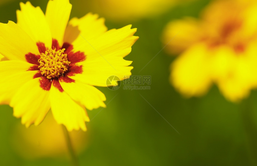 花园或阳光明媚的草原上黄花春或夏背景图片