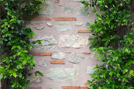 砖墙底的绿叶植物图片