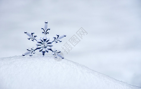 白雪中的花图片