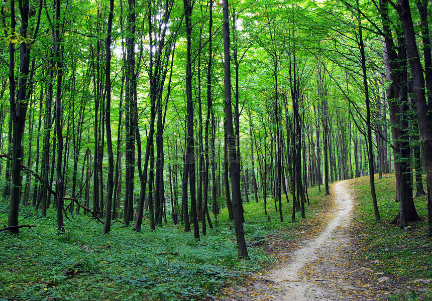 天然林绿色木背景图片