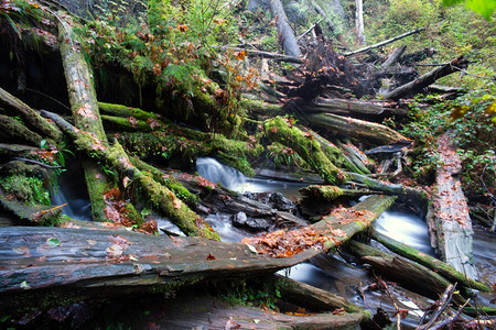 一条溪流使河和穿过森林中坠落的树木图片