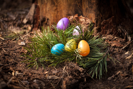 在树桩上躺森林的鸡蛋图片