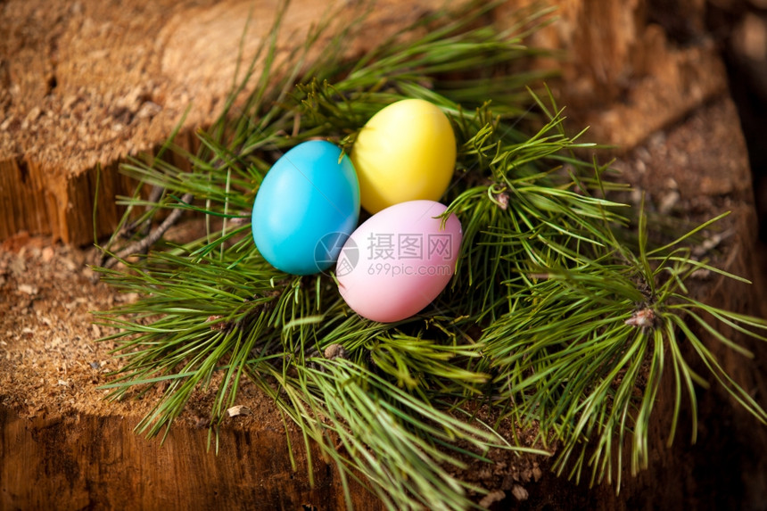 复活节鸡蛋埋在fir树的巢中图片