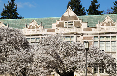 春季时日本樱桃树在华盛顿大学楼前全盛开的横向照片图片