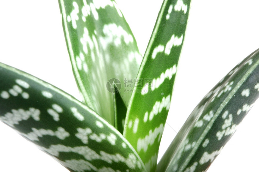在白色背轮上孤立的Aloe图片