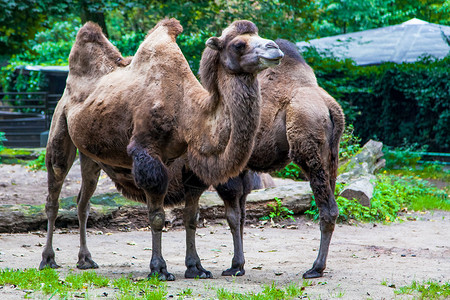 在动物园公中的骆驼高清图片