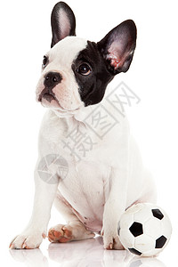 法国公牛狗有玩具球白对背景图片