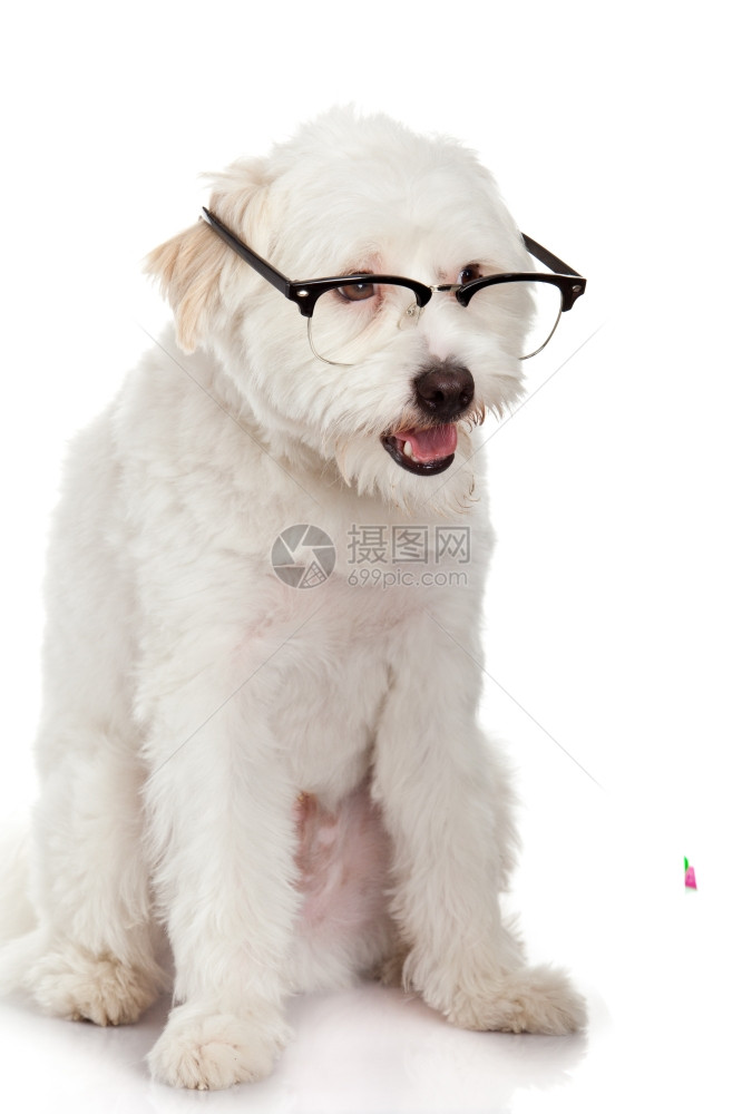 以白色背景隔离的狗眼镜图片