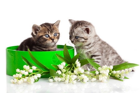 小猫在绿色礼物盒里孤立在白色上图片