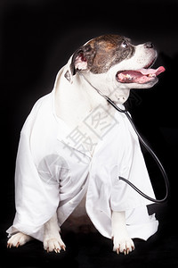 美国斗牛犬狗穿着医生大衣听诊器黑色背景图片