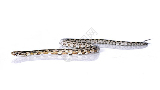 白色背景面前的欧洲鼠尾蛇高清图片