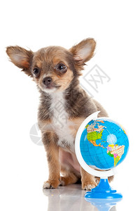 有趣的小狗吉娃与一个孤立的地球小狗图片