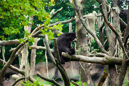 美国黑熊在一棵树上图片