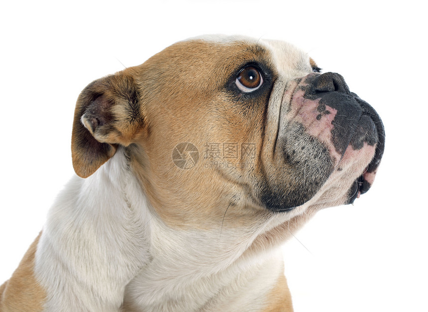 白色背景前纯种的英国斗牛犬肖像图片