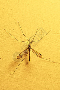 一只菜花出墙来一只蚊子坐在室内的黄色墙上特背景
