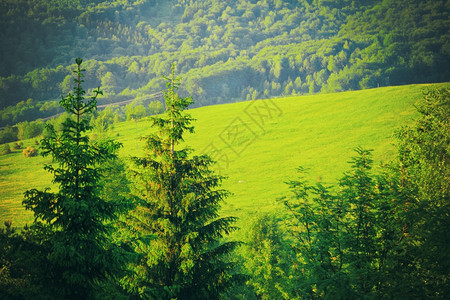 绿色景观树和山丘Bieszczady波兰暑假图片