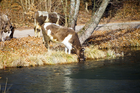 农村河岸喝水的奶牛图片