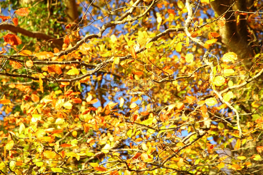 明秋叶在自然环境中树木倒在蓝天之上图片