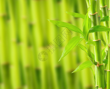 多叶竹子带复制空间的竹布背景背景