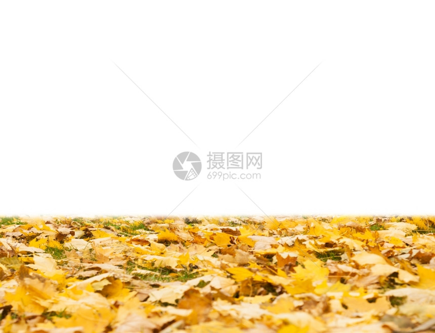白孤立的秋叶图片