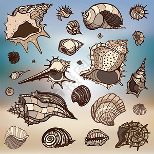 贝壳海螺矢量元素背景图片