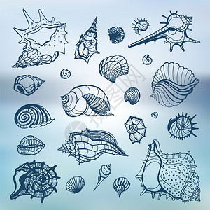 贝壳海螺矢量元素背景图片