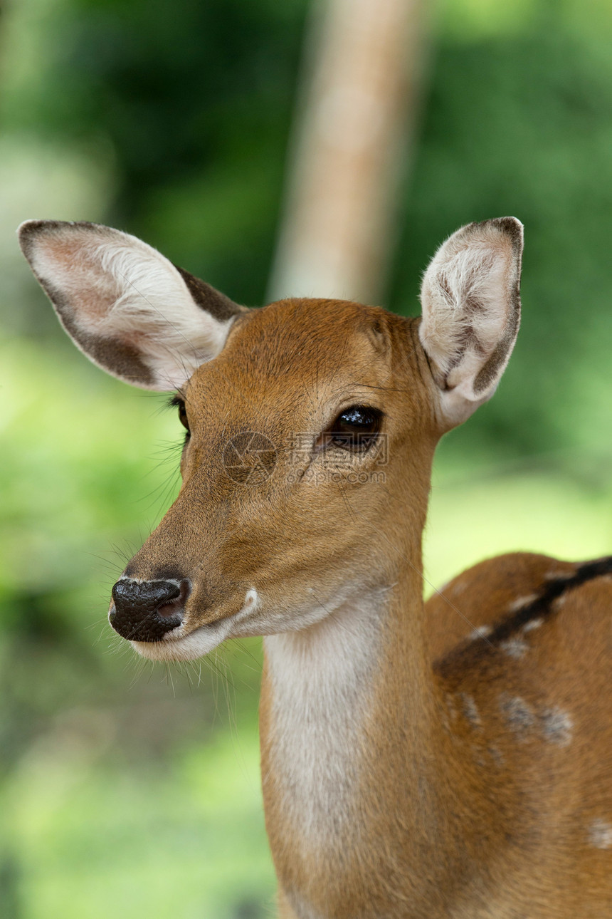 白尾鹿的近身头部图片