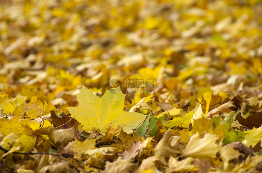 秋天公园中多彩的叶子图片