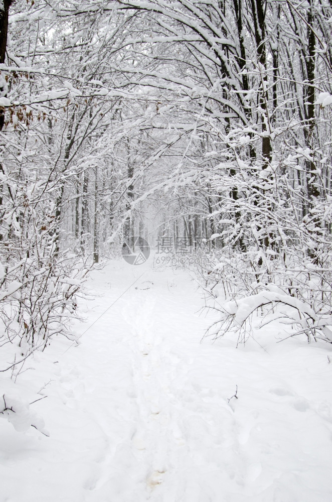 美丽的冬季森林和道路图片