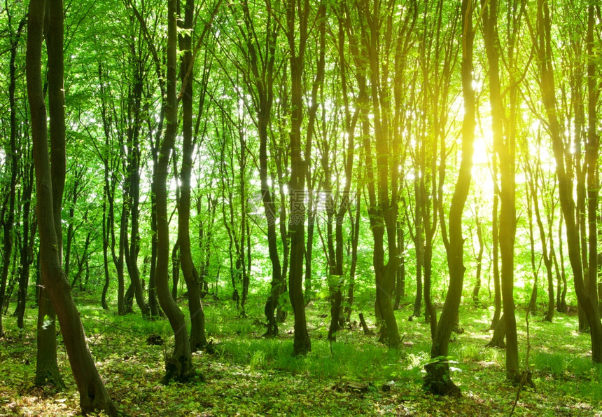 天然林绿色木背景图片