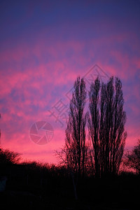 粉红紫色的天空和树木日落或出图片