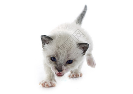 白色背景面前的西雅美小猫图片