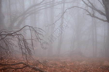 风雾的秋林背景图片