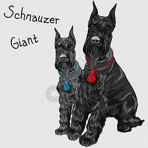 一对狗繁殖巨型Schnauser黑色颜图片