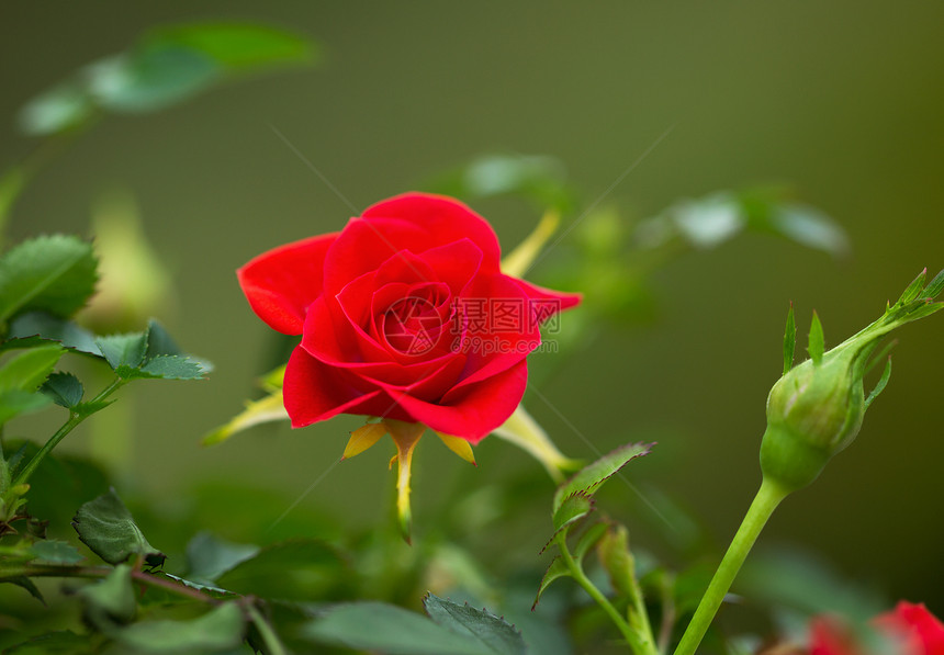 春季绿背景的单野红玫瑰在全盛开户外露天的横向闭合照片图片