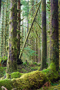在覆盖森林的稠密苔上以紧的形态生长树木图片