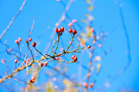 红莓蓝天空下健康的野生水果图片