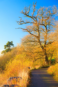 爱尔兰秋季PathwayCoCork公园路景与秋天森林橙树叶图片