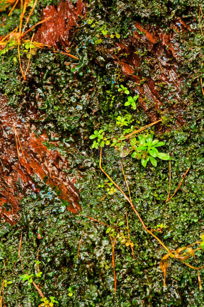 橙状湿石天然岩壁和常春藤叶绿植物图片